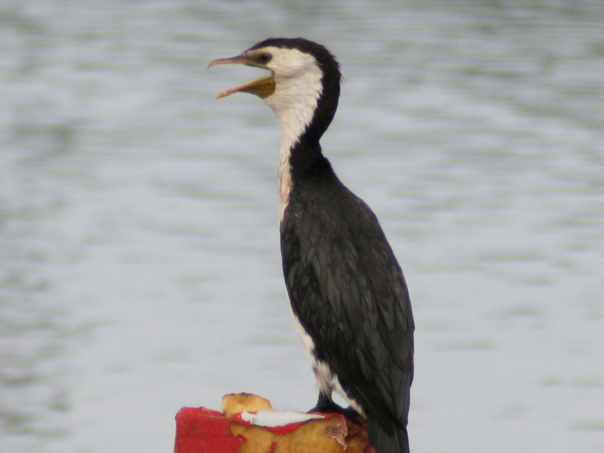 Cormorant before