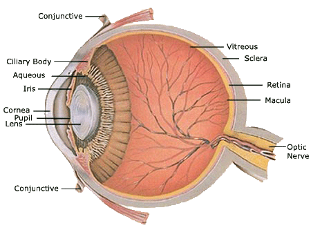 http://warrenmars.com/photography/technical/resolution/human_eye_diagram.gif