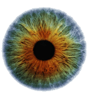 Human Eye