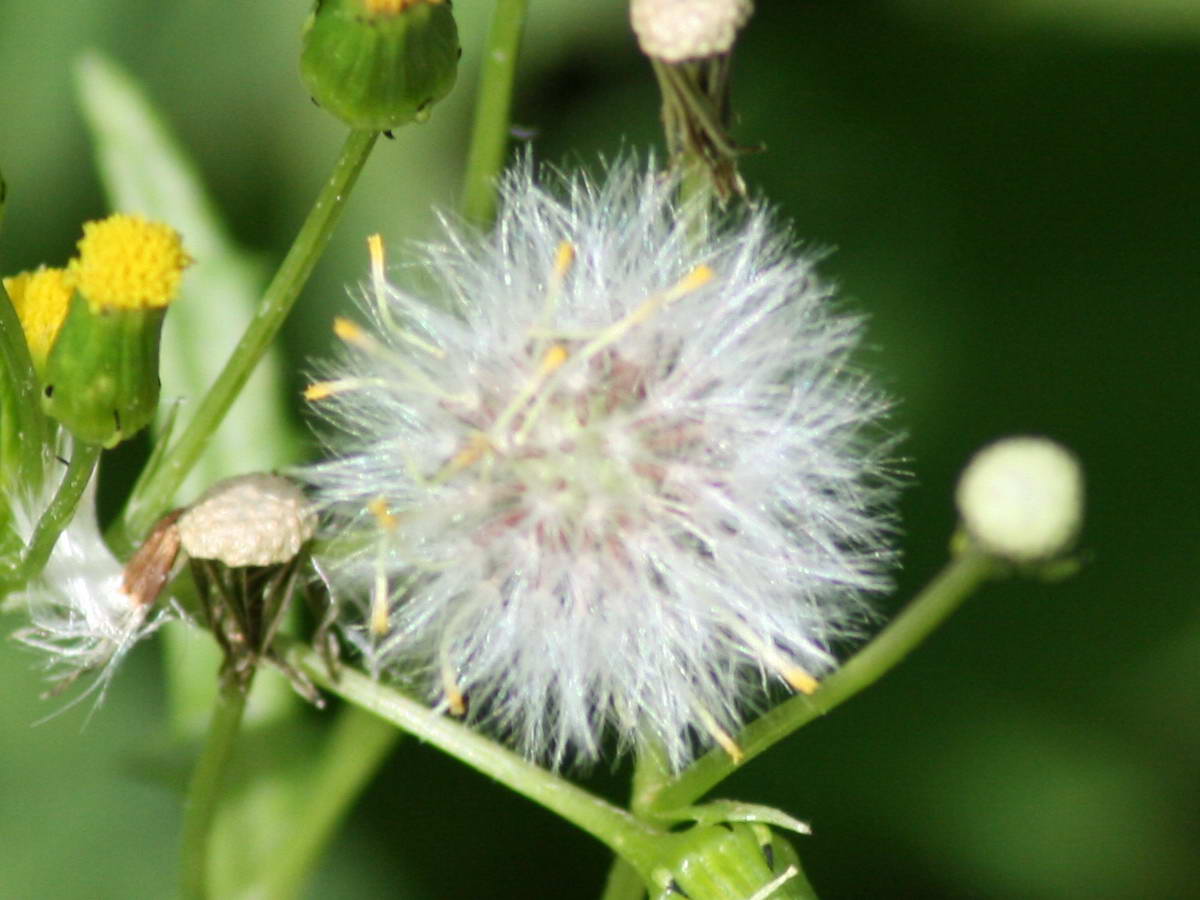 Dandelion 1