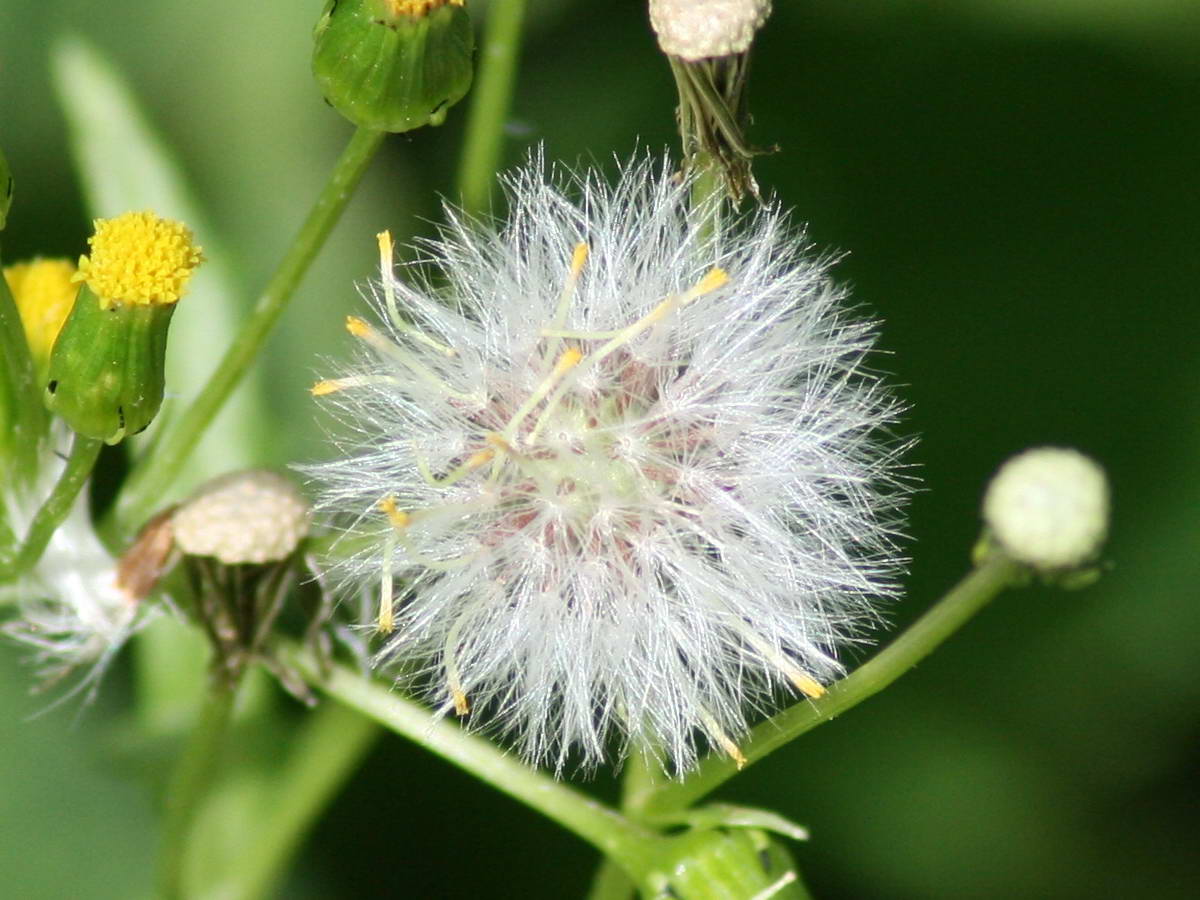 Dandelion 2