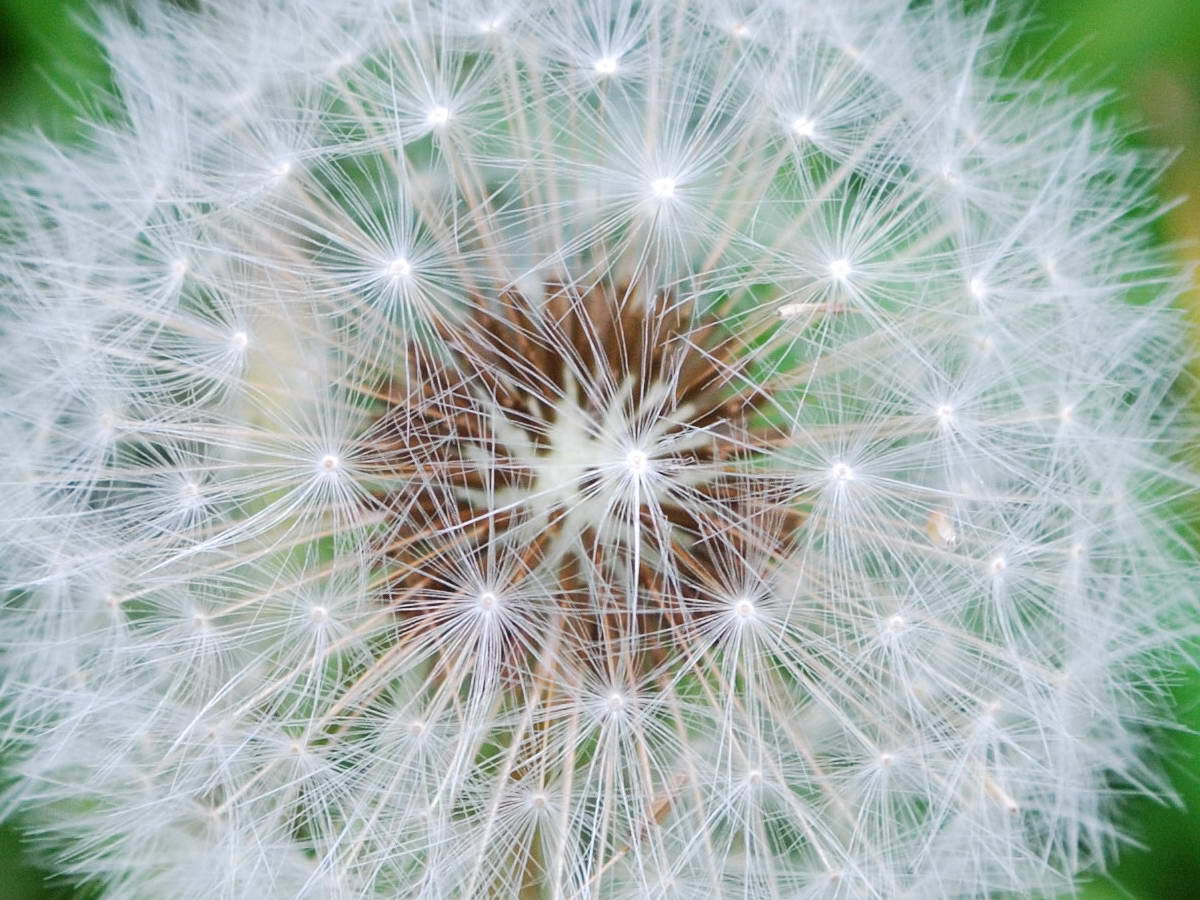 Dandelion Nikon IS