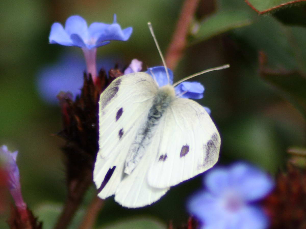 Cabbage White after