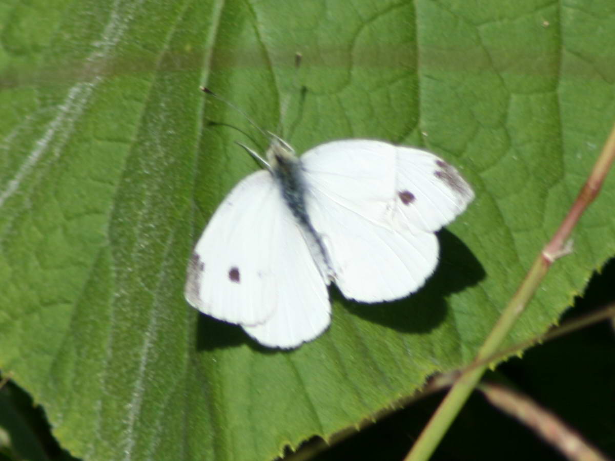 Cabbage White before