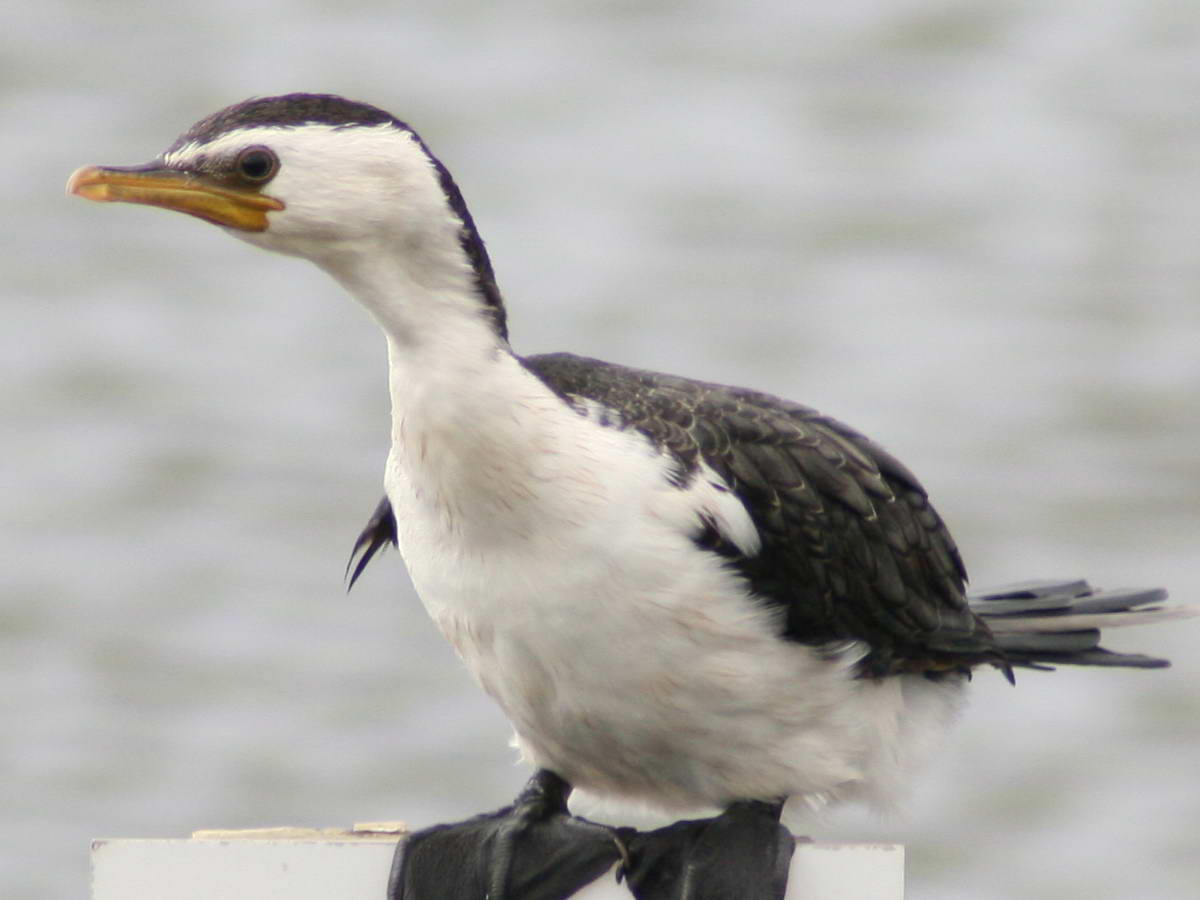 Cormorant after