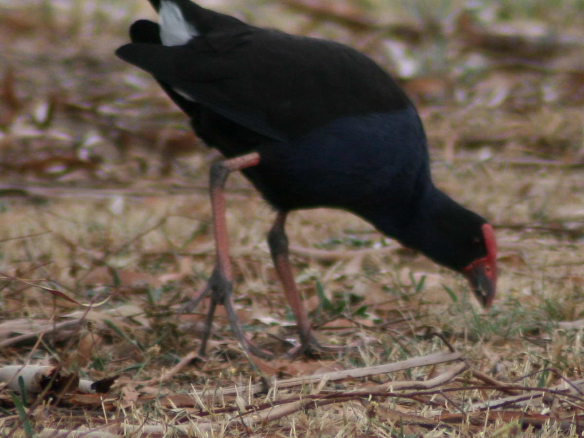 Purple Swamp Hen