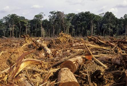 Amazon Deforestation