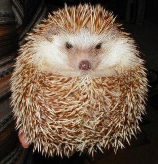 Hedgehog Pets