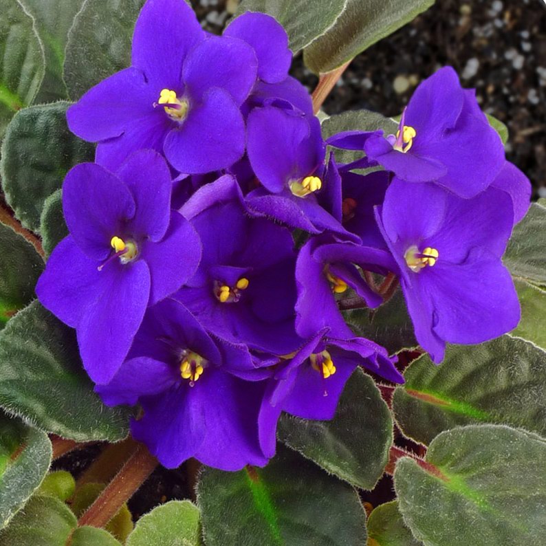 Han Purple African Violet