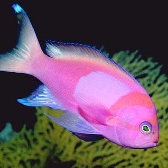 Pink Fish