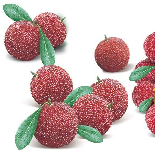 Chinese Strawberry