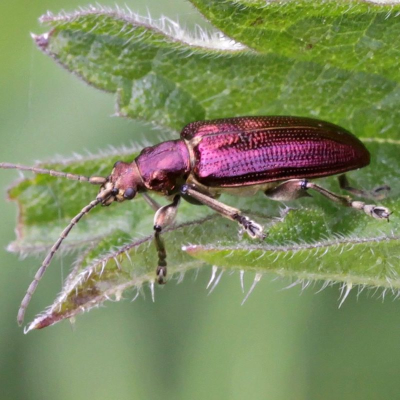 Red Plum Beetle
