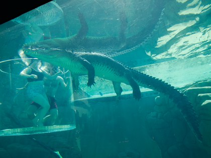 Croc with the cage of death