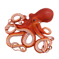 octopus