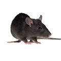 rat