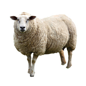 sheep