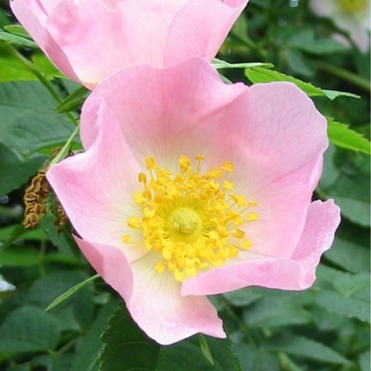 Dog Rose