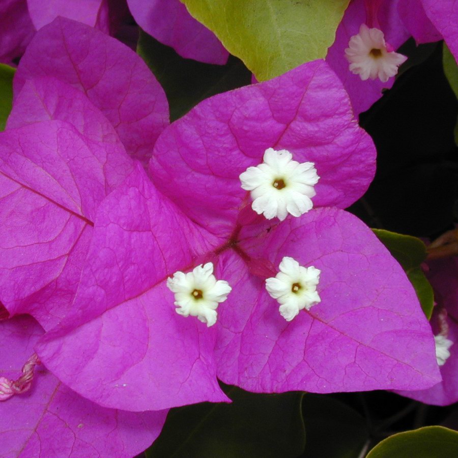 Pink Bougainvillea