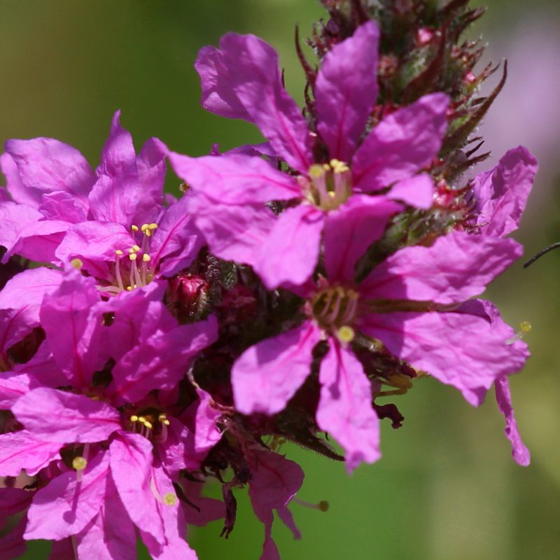 Purple Loosestrife