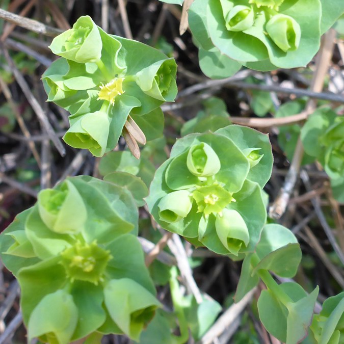 Euphorbia brachycera